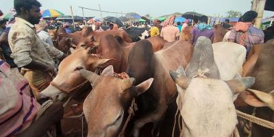রাজশাহীতে মাঝারি গরুর চাহিদা বেশি ছোট