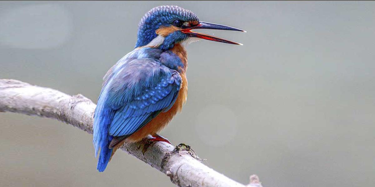 পাখির রঙিন পালকের রহস্য কী?