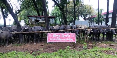 মধ্যরাতে মহিষের চোরাচালান আটক করল বিজিবি