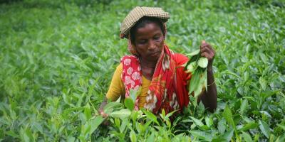 মজুরি পাচ্ছেন না এনটিসির চা-শ্রমিকরা