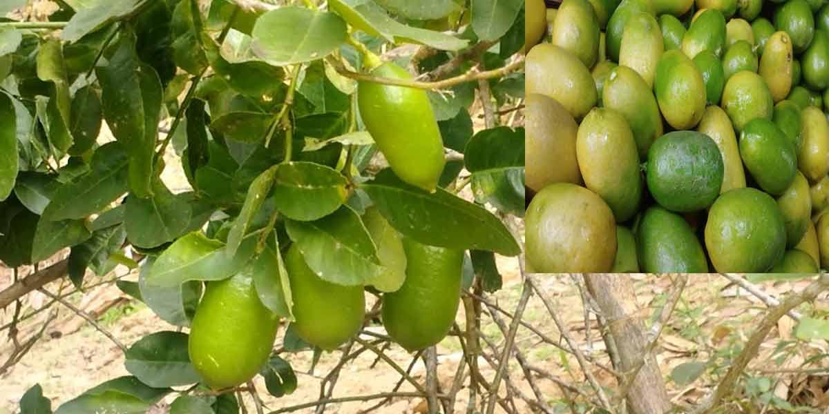 লেবুর দেশেই চড়া লেবুর দাম, ক্রেতারা বিস্মিত