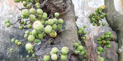 কাকডুমুরের আখ্যান