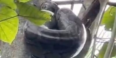 কোটবাড়িতে গাছের ডালে ১২ ফুট লম্বা অজগর