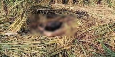কুষ্টিয়ায় ধানখেত থেকে অজ্ঞাত ব্যক্তির মুখপোড়া মরদেহ উদ্ধার
