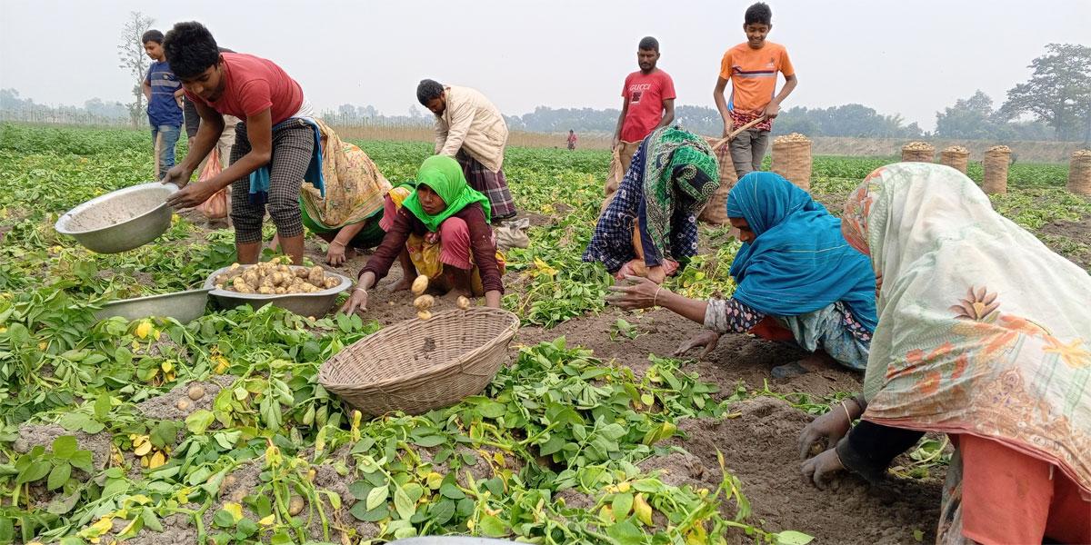 দিনাজপুরে আলুর ফলন ভালো, দাম কম