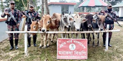 চাঁপাইনবাবগঞ্জের ৪ সীমান্তে বিজিবির বিশেষ অভিযান, ১৬ ভারতীয় গরু জব্দ