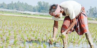 নেত্রকোনায় বোরো উৎপাদন নিয়ে শঙ্কা