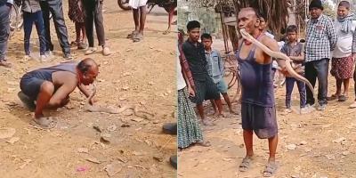 বিষাক্ত গোখরাকে কামড়ে ধরলেন সাপুড়ে