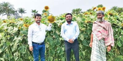 ঈশ্বরদীতে ২০০ হেক্টর জমিতে সূর্যমুখী আবাদ