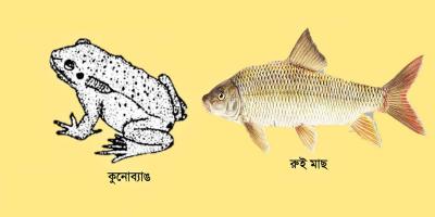 প্রাণিজগতের শ্রেণিবিন্যাস অধ্যায় থেকে ৬টি বহুনির্বাচনি প্রশ্ন ও উত্তর, ২য় পর্ব, অষ্টম শ্রেণির বিজ্ঞান