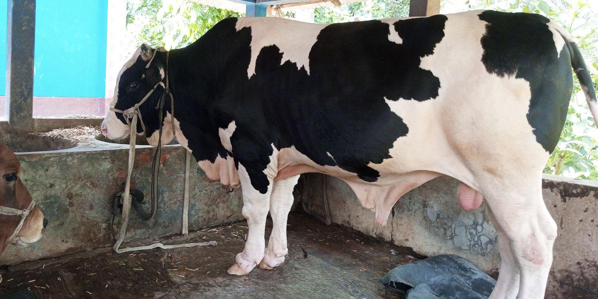 নড়াইলে ঈদ বাজারের আকর্ষণ ২৮ মণের বাহুবলী