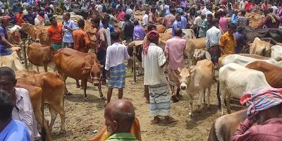 কোরবানির হাট: সরকারি মূল্যের কমেও ইজারা, স্বজনপ্রীতি-হাতাহাতি