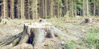 Deforestation বিষয়ক Writing Paragraph, ২৮তম পর্ব, এইচএসসির ইংরেজি ২য় পত্র
