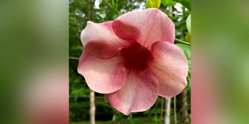 সৌন্দর্যে অনন্য গোলাপি অলকানন্দা