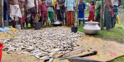 কুড়িগ্রামে শত্রুতার জেরে পুকুরে বিষ দিয়ে মাছ নিধন