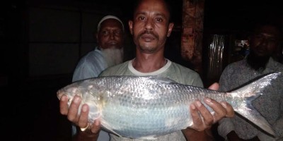এক ইলিশের দাম ৫ হাজার!