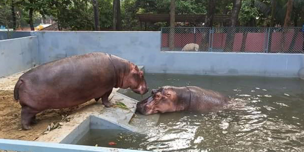 লাল পাহাড়-জলপরী জলহস্তী দম্পতি চট্টগ্রামে