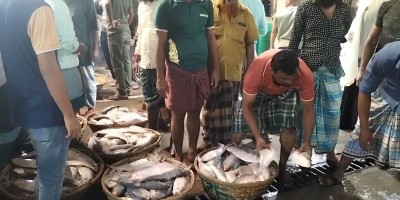 ২২ দিন পর প্রাণ ফিরেছে চাঁদপুর ইলিশ ঘাটে