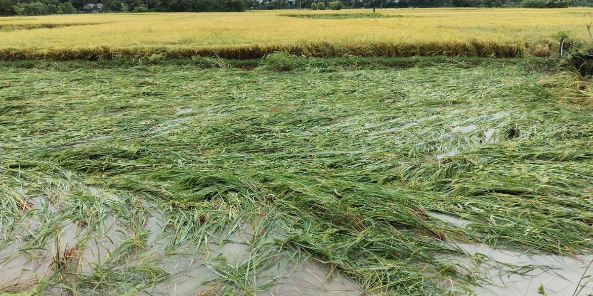 ঘূর্ণিঝড় মিধিলি : পাকা ধান নিয়ে দুশ্চিন্তায় ফেনীর কৃষকরা