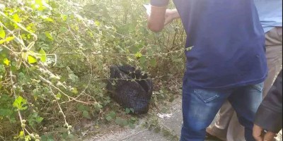 রাস্তার পাশে ব্যাগে নবজাতকের মরদেহ