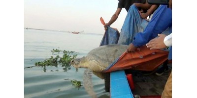 ২০০ বছর বয়সী কাছিম উদ্ধারের পর অবমুক্ত