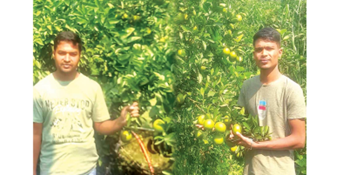 লক্ষ্মীপুরে মাল্টা চাষে স্বাবলম্বী দুই ভাই