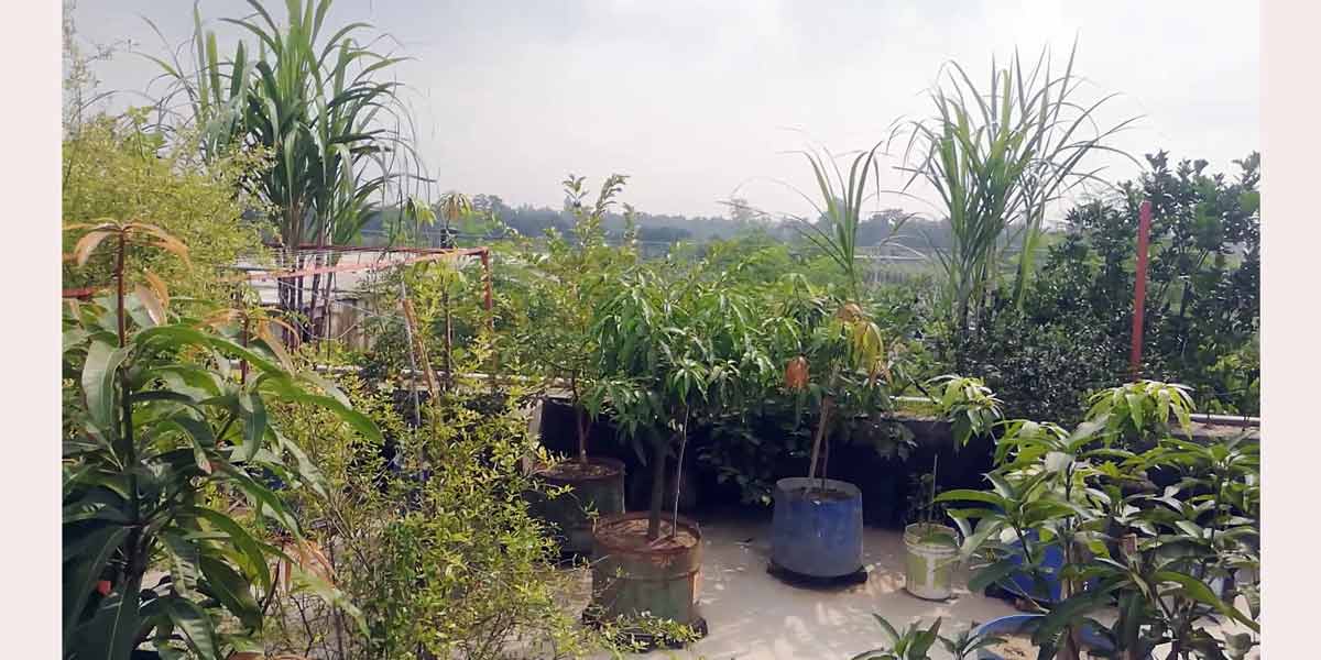 ছাদবাগানে কমলের সাফল্য