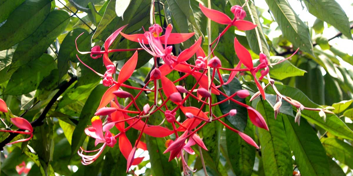 হেমন্তে ফোটে রাজ-অশোক