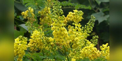 শীতের ফুল কুচাই