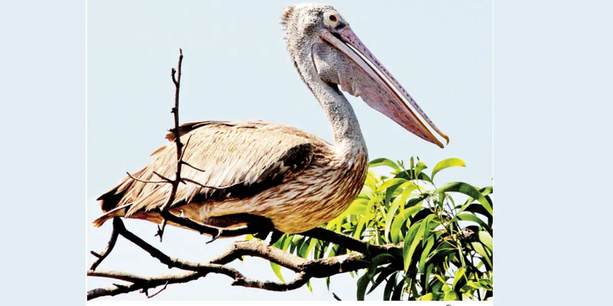 গগনে যখন উড়ত গগনবেড়