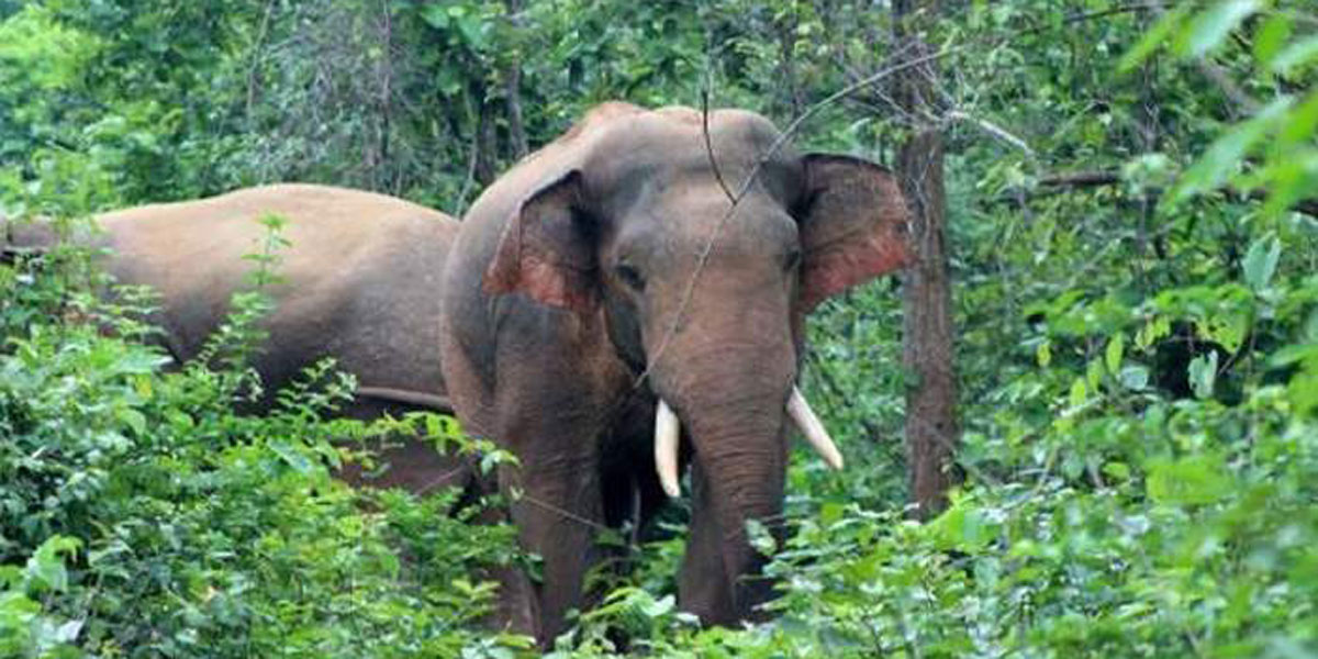 কাপ্তাইয়ে বুনো হাতির আক্রমণে শিক্ষার্থীর মৃত্যু
