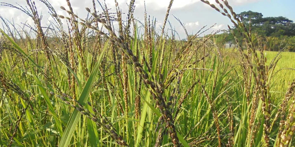 কালিজিরা-কাটারিভোগে গর্ব