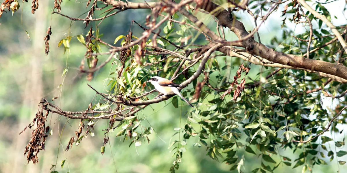 তামাপিঠ লাটোরা