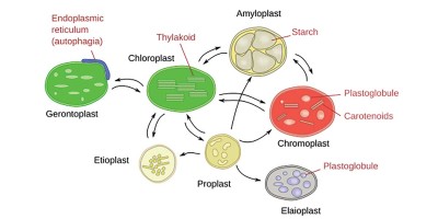 HSC Exam Preparation-2024: Biology First Paper
