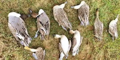 হাকালুকি হাওরে শিকারির ফাঁদে অতিথি পাখি