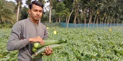 স্কোয়াশ চাষে সফল মঞ্জুরুল