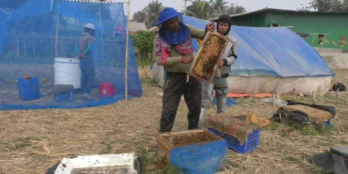 মধু চাষে সফল বিদেশফেরত হালিম সরদার