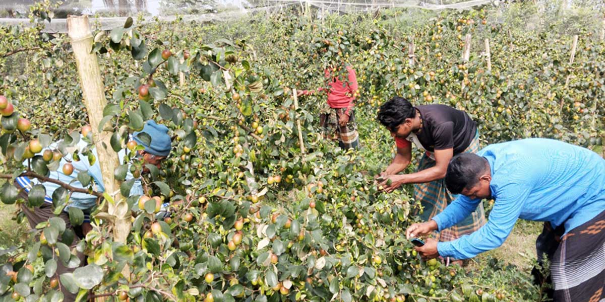 সরকারি চাকরি ছেড়ে কুল চাষে সফল শোয়েব আক্তার