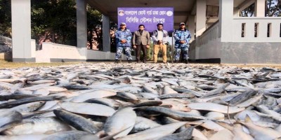চাঁদপুরে পৃথক অভিযানে সাড়ে ৭ টন জাটকা জব্দ