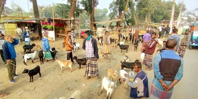 জমজমাট বেরিরপাড়ের ছাগল-ভেড়ার হাট