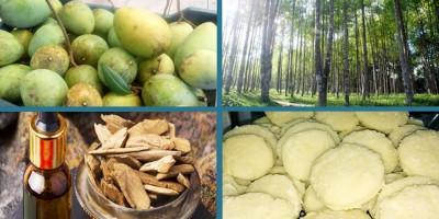 জিআই অনুমোদন পেল আরও ৪ পণ্য