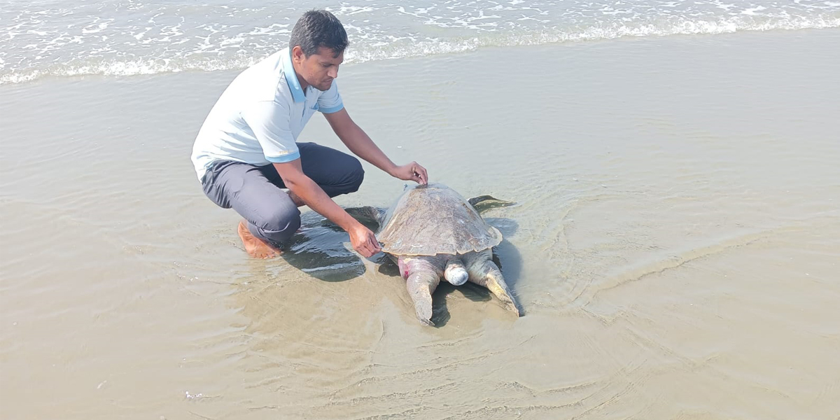 সৈকতে এক দিনে ভেসে এলো ২৪ মৃত মা কচ্ছপ