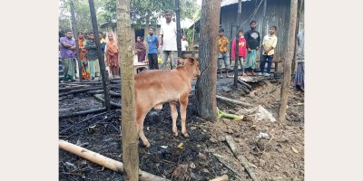 পুড়ে মরল গরু-ছাগল, শোকে কৃষকের মৃত্যু