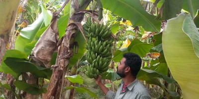 কলা চাষে দেলোয়ারের আয় বছরে ৪০ লাখ টাকা