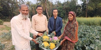 রঙিন ফুলকপিতে বেশি লাভের স্বপ্ন দেখছেন কৃষকরা