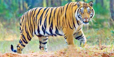 পঞ্চম শ্রেণির অধ্যায়ভিত্তিক প্রশ্ন ও উত্তর: বাংলা