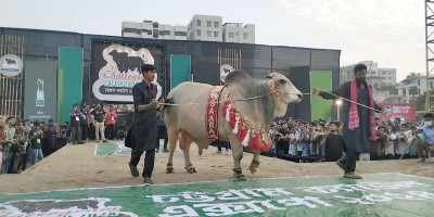 গরুর ফ্যাশন শোতে দেড় লাখ টাকা টিকিট বিক্রি