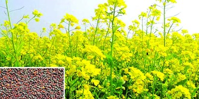 দেশে প্রথম ক্যানোলা বৈশিষ্ট্যের বারি সরিষার জাত উদ্ভাবন