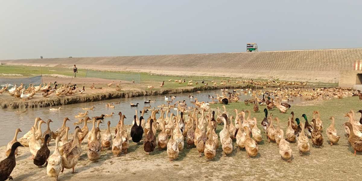 হাঁসের খামারে আকবরের মাসে আয় ২ লাখ টাকা