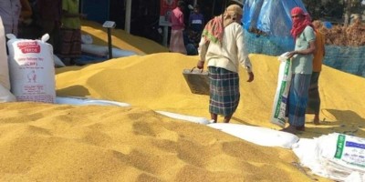সরিষার দাম কম হওয়ায় হতাশ জয়পুরহাটের কৃষকরা